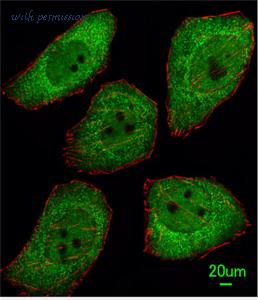 MyBioSource MBS9201288 image 1