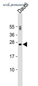 MyBioSource MBS9201288 image 3
