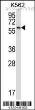 MyBioSource MBS9201462 image 1