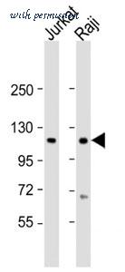 MyBioSource MBS9201595 image 1