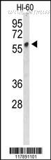 MyBioSource MBS9201717 image 1