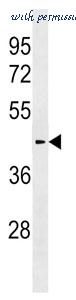 MyBioSource MBS9201799 image 1