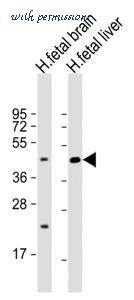 MyBioSource MBS9201799 image 3
