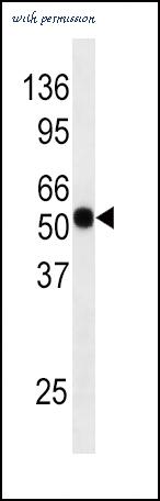 MyBioSource MBS9201824 image 1