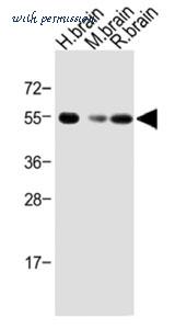 MyBioSource MBS9201918 image 1