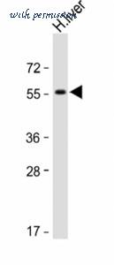 MyBioSource MBS9201918 image 3