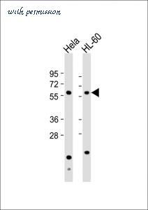 MyBioSource MBS9201988 image 1