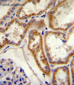 MyBioSource MBS9201988 image 3