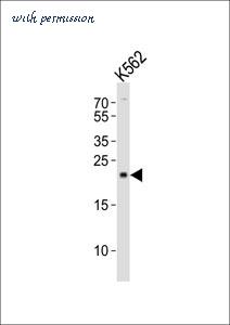 MyBioSource MBS9202094 image 1