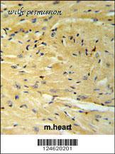 MyBioSource MBS9202117 image 2