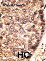 MyBioSource MBS9202434 image 2