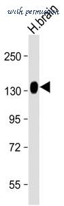 MyBioSource MBS9202571 image 1