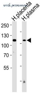 MyBioSource MBS9202571 image 2