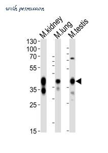 MyBioSource MBS9202620 image 2