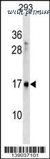 MyBioSource MBS9202831 image 1