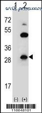 MyBioSource MBS9203312 image 2