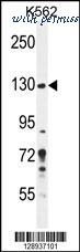 MyBioSource MBS9203431 image 1