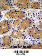 MyBioSource MBS9203431 image 2