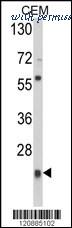 MyBioSource MBS9203640 image 1