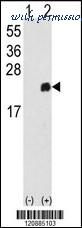 MyBioSource MBS9203640 image 2