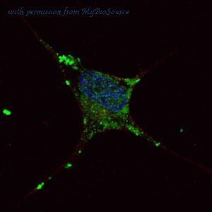 MyBioSource MBS9204251 image 1