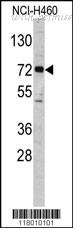 MyBioSource MBS9204251 image 2