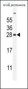 MyBioSource MBS9204261 image 1