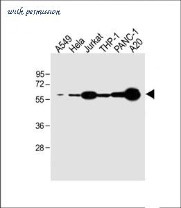 MyBioSource MBS9204361 image 1