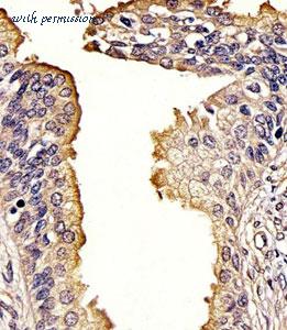 MyBioSource MBS9204361 image 3