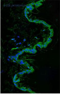 MyBioSource MBS9204466 image 1