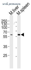 MyBioSource MBS9204466 image 3