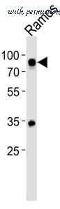 MyBioSource MBS9204578 image 1