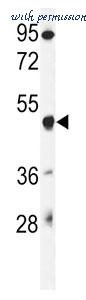 MyBioSource MBS9204709 image 1