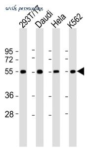MyBioSource MBS9204980 image 1