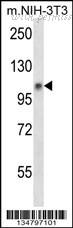 MyBioSource MBS9205000 image 1