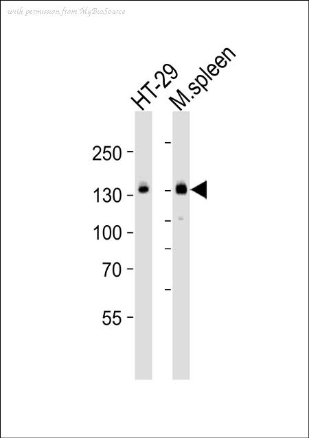 MyBioSource MBS9205357 image 1