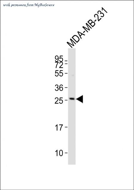 MyBioSource MBS9205364 image 2
