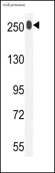 MyBioSource MBS9205431 image 1