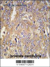 MyBioSource MBS9205431 image 2