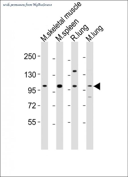 MyBioSource MBS9205497 image 1