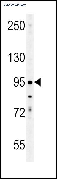 MyBioSource MBS9205809 image 1