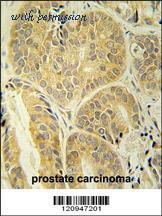 MyBioSource MBS9205809 image 2