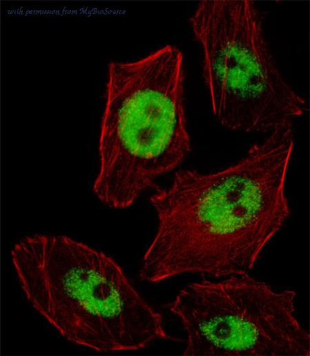 MyBioSource MBS9206242 image 1