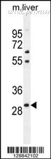 MyBioSource MBS9206242 image 2