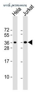 MyBioSource MBS9206277 image 1