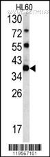 MyBioSource MBS9206277 image 2