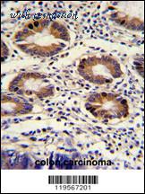 MyBioSource MBS9206277 image 3