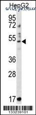 MyBioSource MBS9206358 image 1