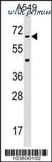 MyBioSource MBS9206450 image 3