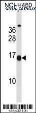 MyBioSource MBS9206524 image 1